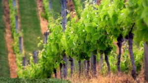Wine caves improve vineyard site utilization